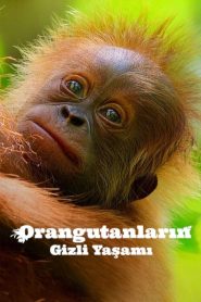 Orangutanların Gizli Yaşamı (2024) izle