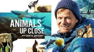 Animals Up Close with Bertie Gregory 1. Sezon 4. Bölüm izle